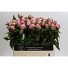 Paeonia Gardenia