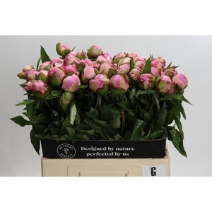 Paeonia Gardenia