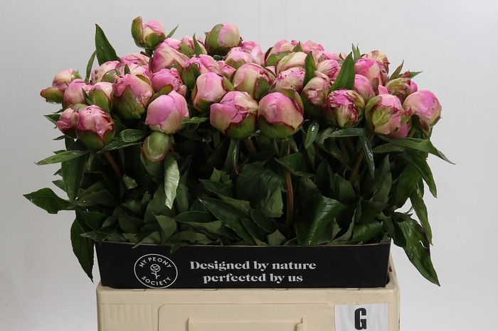 <h4>Paeonia Gardenia</h4>