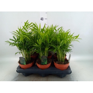 Chamaedorea elegans