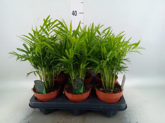 <h4>Chamaedorea elegans</h4>