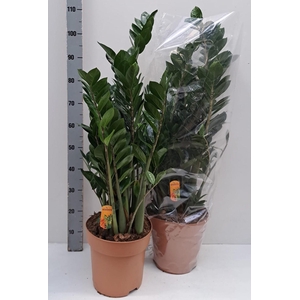 ZAMIO ZAMIIFOLIA