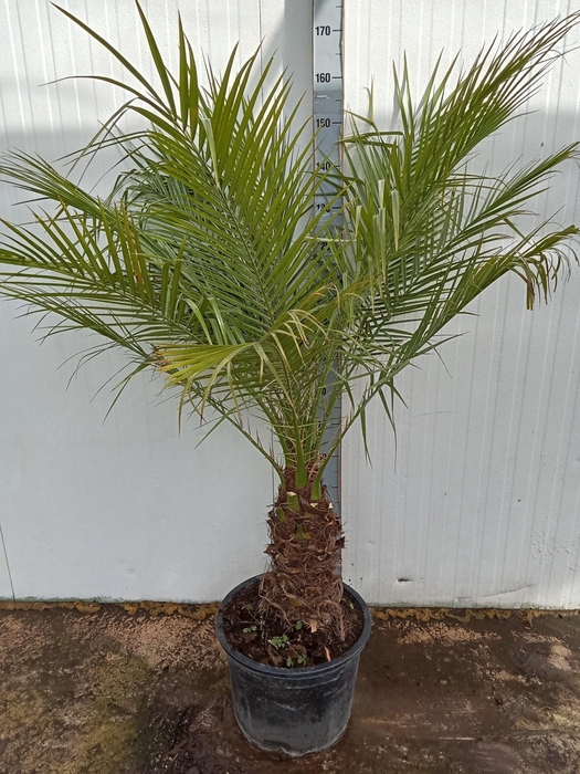 <h4>PHOENIX ROEBELENII</h4>