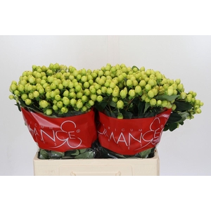 Hypericum Smiley Romance