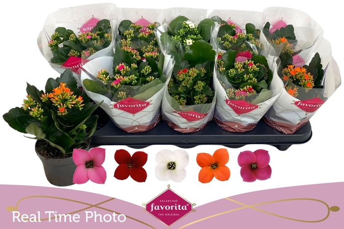 <h4>KAL EN GEM 5 KL</h4>