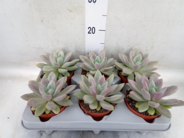 <h4>Succulents   ...</h4>