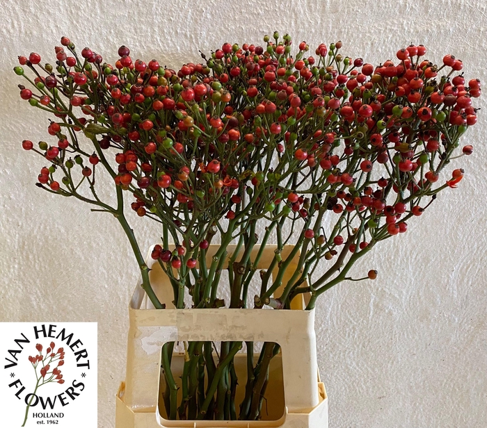 <h4>ROSA BELLS HIPHOP</h4>