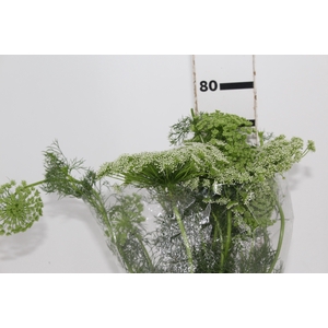 AMMI MAJUS 070 CM