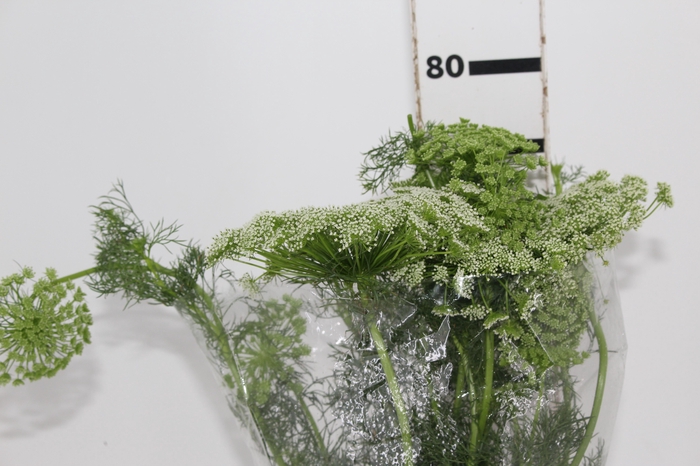 <h4>AMMI MAJUS 070 CM</h4>