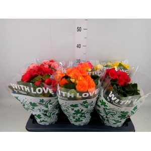 Begonia elat. DU   ...mix