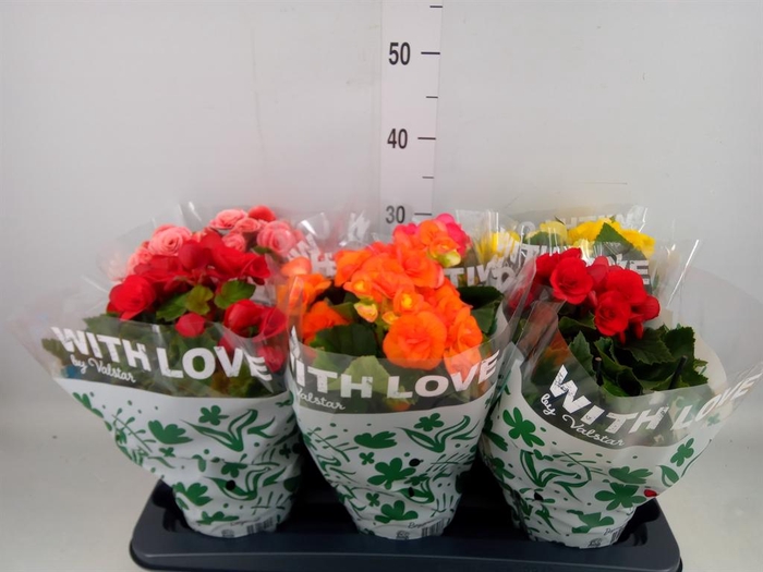 <h4>Begonia elat. DU ...mix</h4>