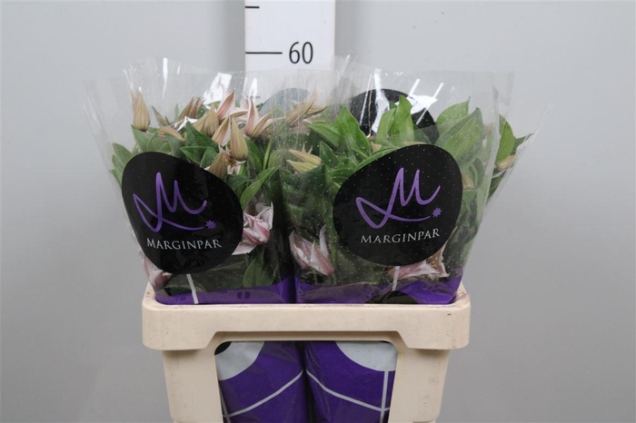 <h4>Clem Amazing Kansas</h4>