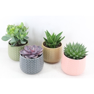 arr3 OV - Ker. brasil x4