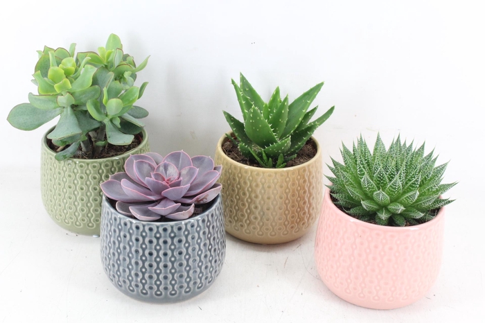 <h4>arr3 OV - Ker. brasil x4</h4>