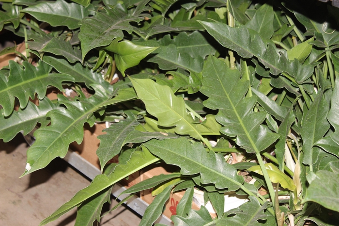 <h4>PHILODENDRON RING OF FIRE GREEN P15</h4>