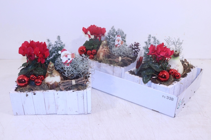 <h4>ARR HIPPEASTRUM</h4>