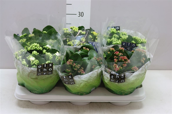 <h4>Kalanchoe Calandiva Mix</h4>