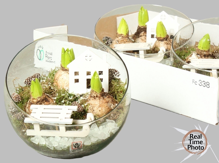 <h4>ARR HYACINTH</h4>