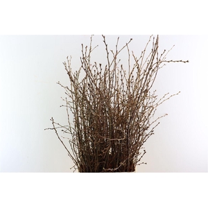 Prunus Roze 100cm Per Bunch