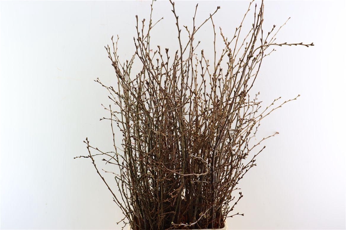 <h4>Prunus Roze 100cm Per Bunch</h4>