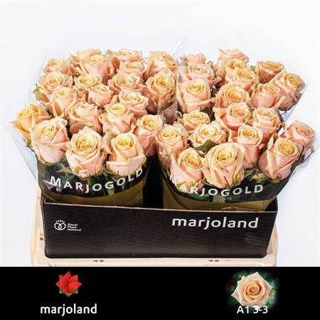 <h4>R Gr Bellini!</h4>