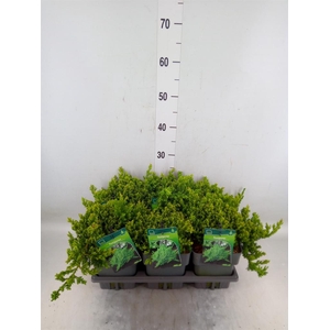 Juniperus procumbens 'Nana'