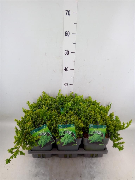 <h4>Juniperus procumbens 'Nana'</h4>