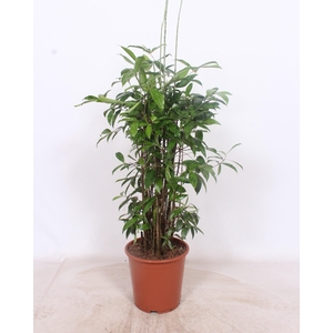 Dracaena Surculosa