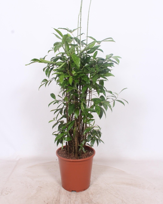 <h4>Dracaena Surculosa</h4>