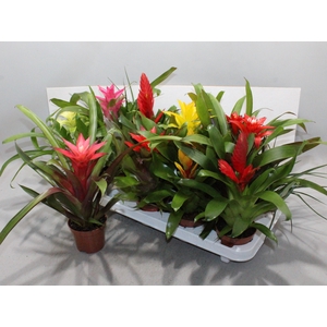 BROMELIA GEM 13 SRT