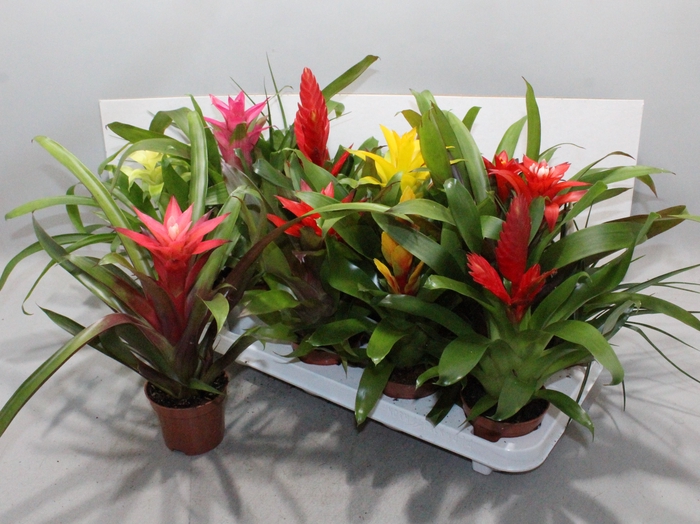 <h4>BROMELIA GEM 13 SRT</h4>