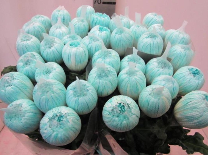 <h4>Chr G Antonov Pastel Mint</h4>