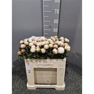 Paeo L Odile 50cm Bianco