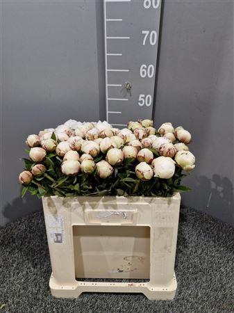 <h4>Paeo L Odile 50cm Bianco</h4>