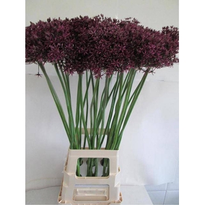 ALLIUM GROOTBLOEMIG