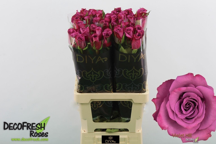 <h4>R Gr Violet Hill</h4>