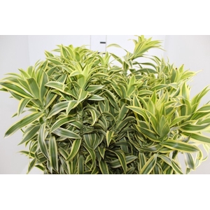FOLHAGEM DRACENA PLEOMELE VARIEGATA