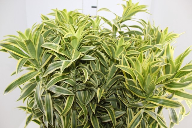 <h4>FOLHAGEM DRACENA PLEOMELE VARIEGATA</h4>