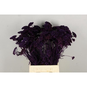 Df Achillea Paint Bs Dark Lila