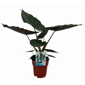 Alocasia Wentii (Peat Free / Veenvrij)