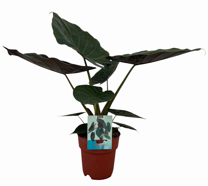 <h4>Alocasia Wentii (Peat Free / Veenvrij)</h4>