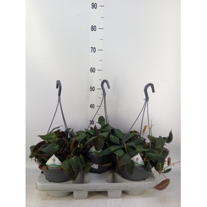 Philodendron scand. subsp. micans