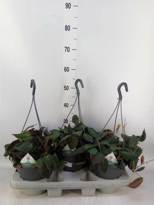 <h4>Philodendron scand. subsp. micans</h4>