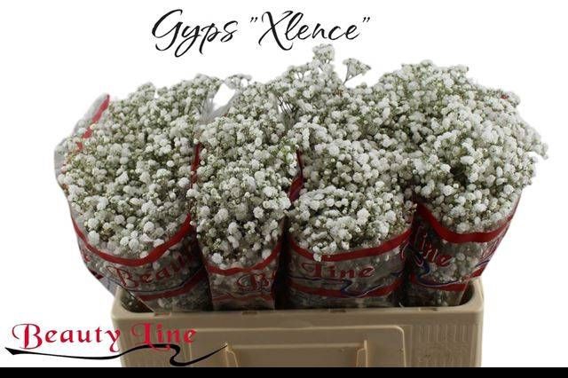 <h4>GYPS PA XLENCE</h4>