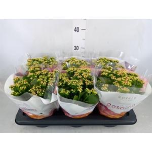 Kalanchoe blos. 'RosDon Alano'