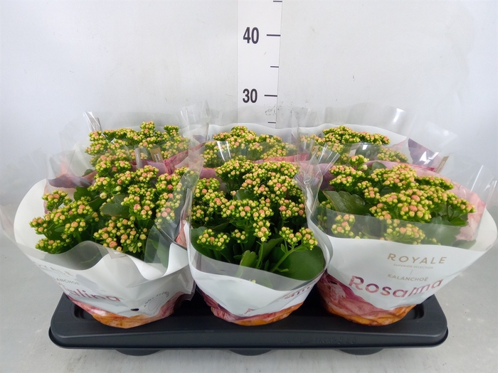 <h4>Kalanchoe blos. 'RosDon Alano'</h4>