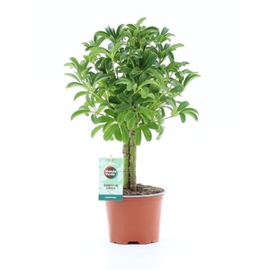 Schefflera arboricola 'Luseana'