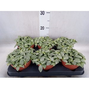 Fittonia   ...