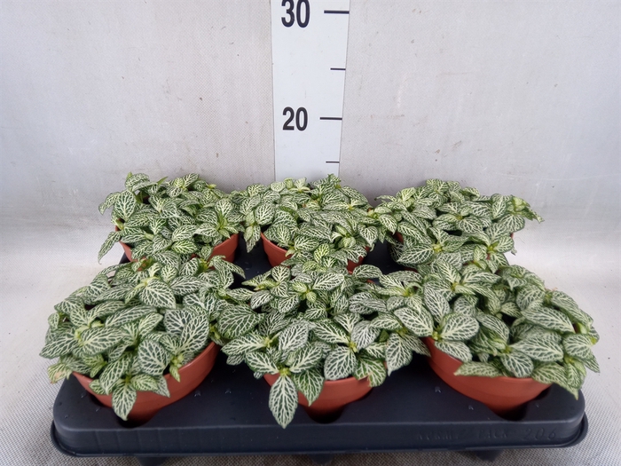 <h4>Fittonia   ...</h4>