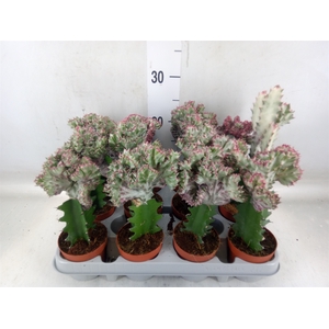Euphorbia lactea